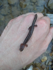 Plethodon dorsalis