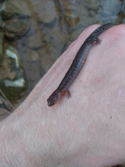 Plethodon dorsalis