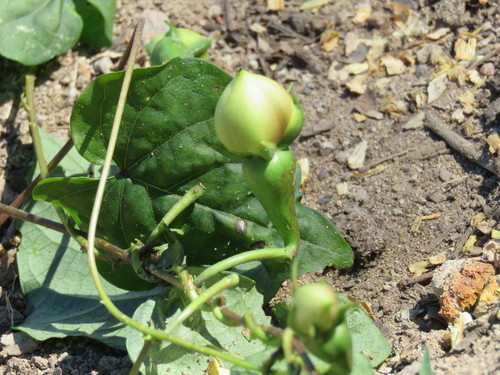 Image of Ipomoea muricata by (c) Alexis López Hernández, some rights reserved (CC BY)