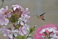 Macroglossum stellatarum