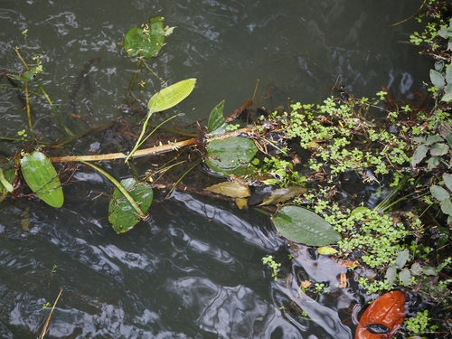 Swamp lily (Ottelia ovalifolia)
