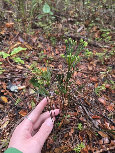 Schizaea dichotoma observed 2026-03-25