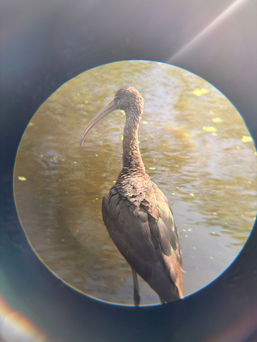 iNaturalist: (c) Dragonbreath545, some rights reserved (CC BY-NC), uploaded by Dragonbreath545 iNaturalist image