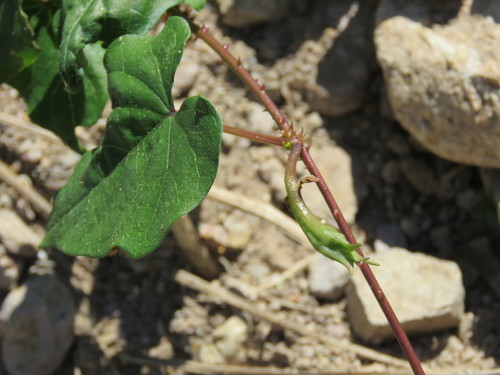 Image of Ipomoea muricata by (c) Alexis López Hernández, some rights reserved (CC BY)