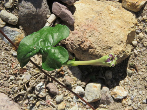 Image of Ipomoea muricata by (c) Alexis López Hernández, some rights reserved (CC BY)