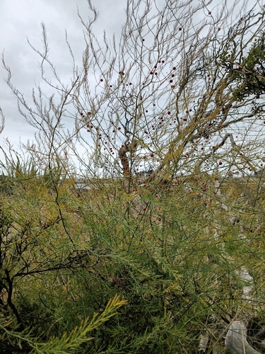 wild asparagus (Asparagus officinalis)