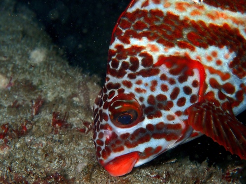 Redlip morwong (Cheilodactylus rubrolabiatus) — Cheilodactylidae — 2
