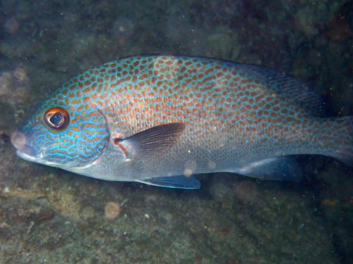 Goldspotted sweetlips (Plectorhinchus flavomaculatus) — Haemulidae
