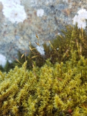 Racomitrium ericoides