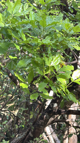 Wharangi (Melicope ternata)