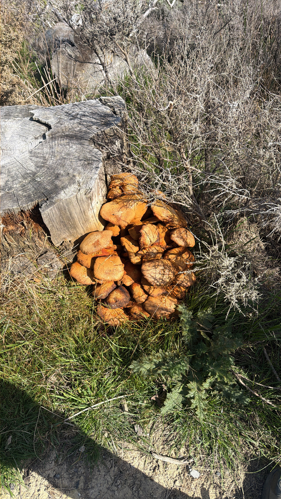 Gymnopilus junonius · April 2026 · photo: © pluckytree (iNaturalist, cc-by)