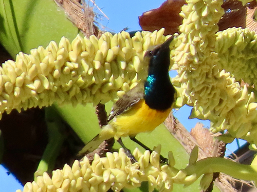 Garden Sunbird (Cinnyris jugularis), photo 2
