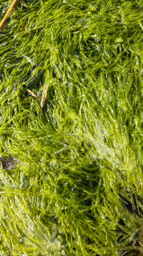Gutweed (Ulva intestinalis)