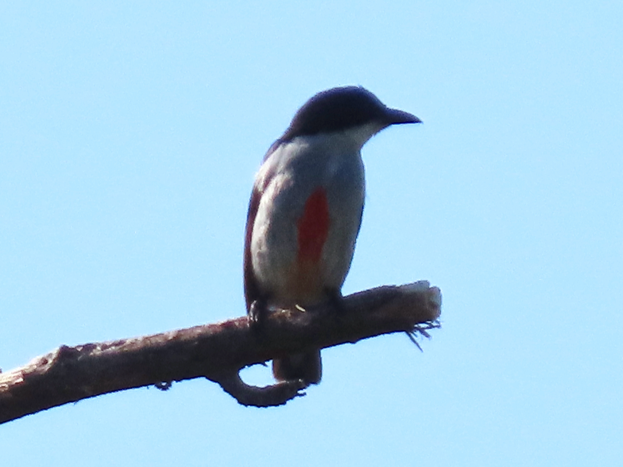 Red-keeled Flowerpecker (Dicaeum australe), photo 3