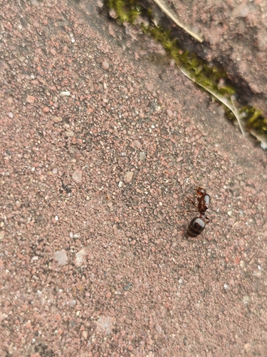 Red Imported Fire Ant