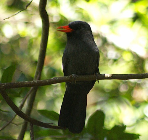 Black-fronted Nunbird