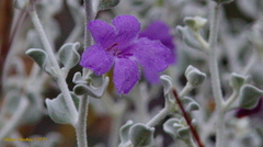 Leucophyllum candidum