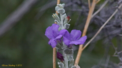 Leucophyllum candidum