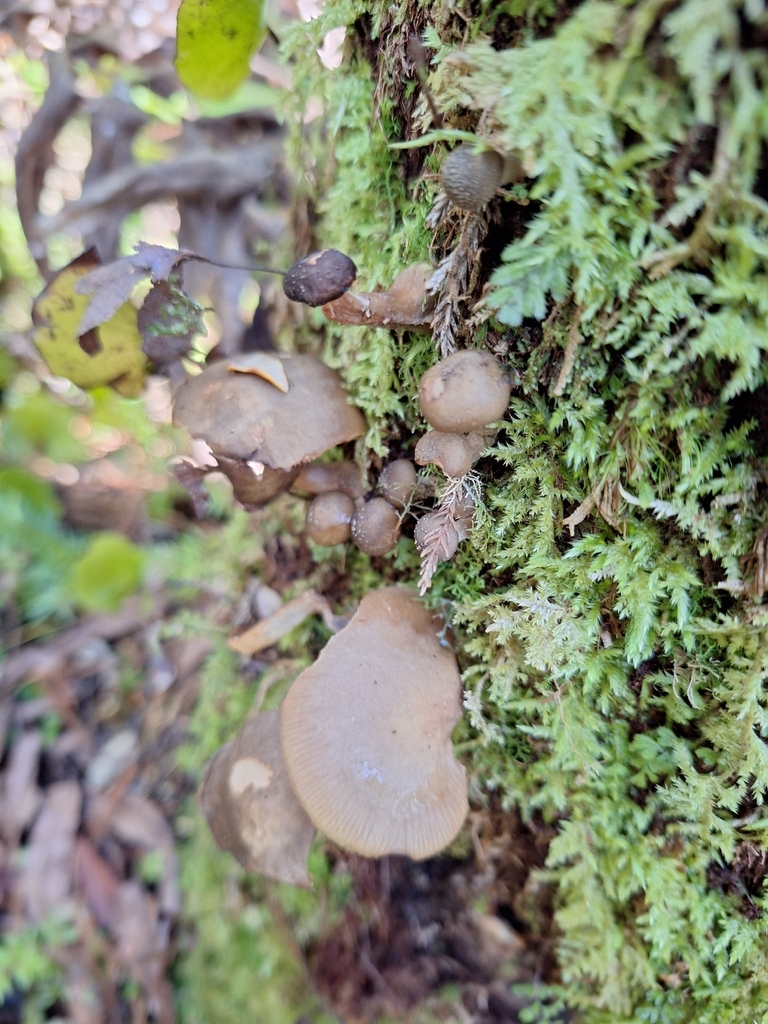 Armillaria novae-zelandiae · April 2026 · photo: © heidimeudt (iNaturalist, cc-by)