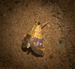 Tetracona amathealis