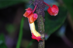 Glossoloma tetragonoides