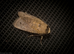 Athetis thoracica