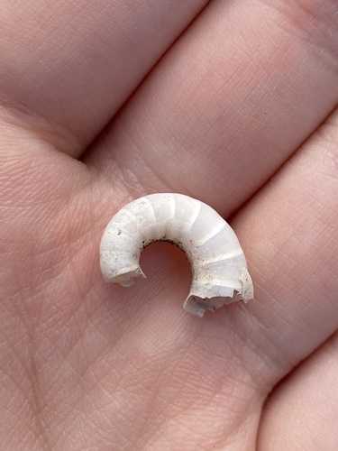 Spirula spirula