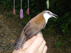 Pheugopedius fasciatoventris