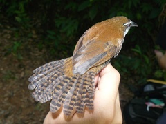 Pheugopedius fasciatoventris
