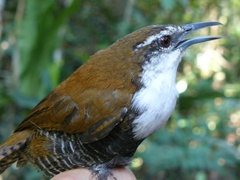 Pheugopedius fasciatoventris