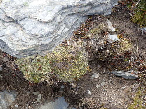 Anisotome imbricata, photograph 5