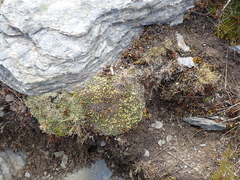 (c) Jacob Littlejohn, some rights reserved (CC BY-SA) Anisotome imbricata, photograph (c) Jacob Littlejohn, some rights reserved (CC BY-SA)