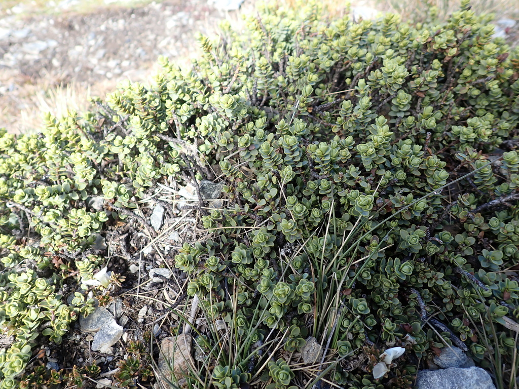 Veronica buchananii; photograph (c) Jacob Littlejohn, some rights reserved (CC BY-SA)