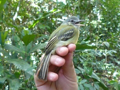 Tolmomyias flavotectus