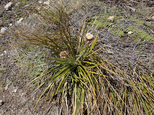 False Spaniard (Celmisia lyallii)