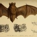 Lesser Woolly Bat - Photo (c) Biodiversity Heritage Library, some rights reserved (CC BY)