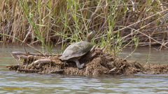 Trachemys gaigeae