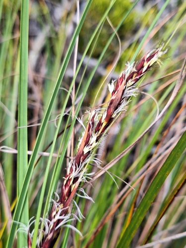 Gahnia procera observed 2026-04-05