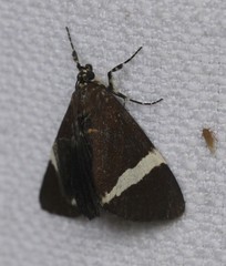 Coenotoca subaspersa