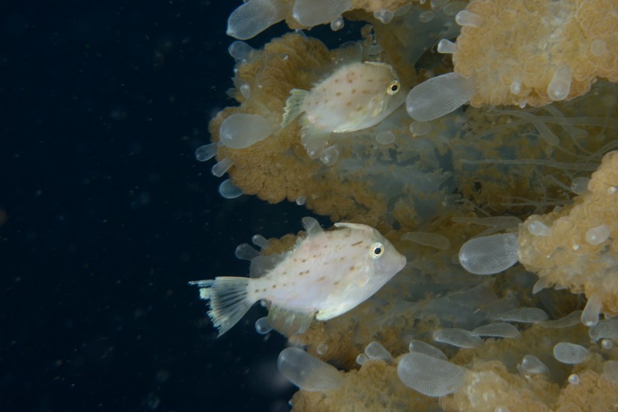 Arotrolepis