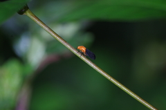 Sphenorhina rhodopepla