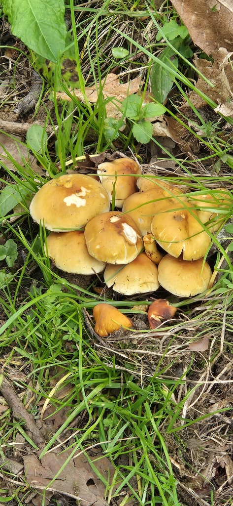 Hypholoma fasciculare · April 2026 · photo: © bacchusrock (iNaturalist, cc0)