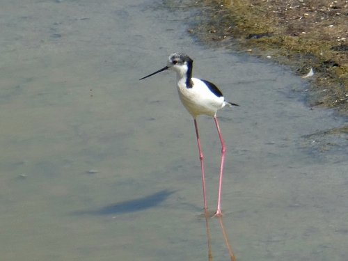 iNaturalist: (c) gabidoc, some rights reserved (CC BY-NC), uploaded by gabidoc iNaturalist image