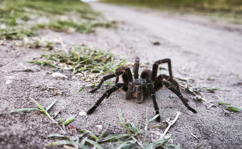 White Collared Tarantula