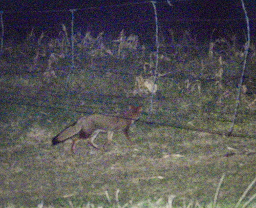 Pampas Fox