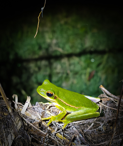 Montevideo Tree Frog