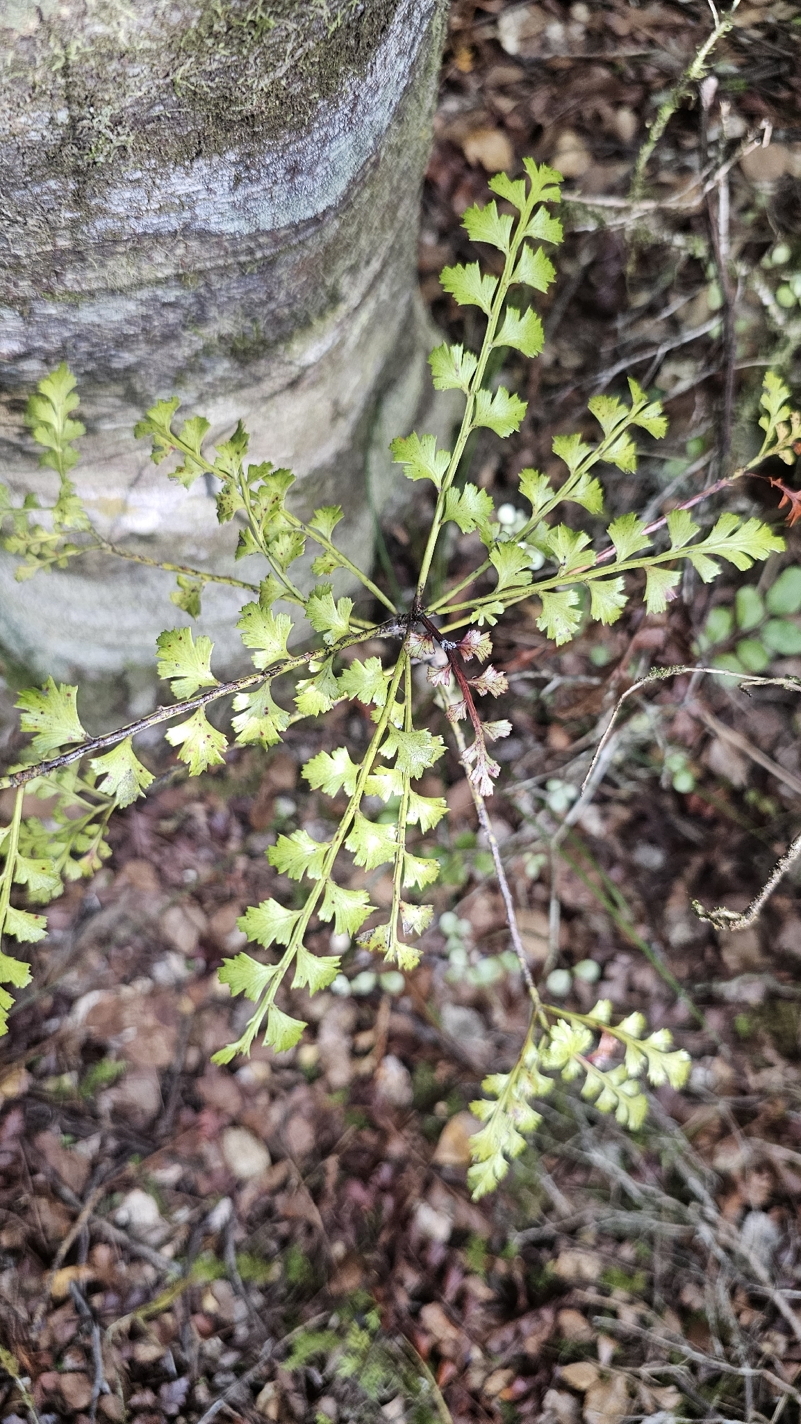 Tānekaha (Phyllocladus trichomanoides)