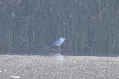 iNaturalist: (c) Diego Balbuena, some rights reserved (CC BY-NC), uploaded by Diego Balbuena iNaturalist image