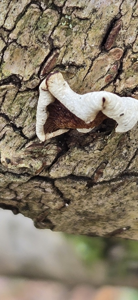Panellus stipticus · April 2026 · photo: © bacchusrock (iNaturalist, cc0)