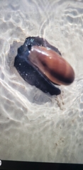 Littorinimorpha
